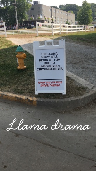 Llama Drama...